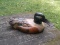 Hand Carved Wood Duck Decoy Signed By Artist Tom Taber