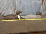 2 Vintage Victor Animal Trap Wooden Duck Decoys