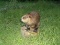 Beaver Sitting On A Stump Taxidermy