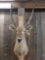 Big African Waterbuck Shoulder Mount Taxidermy