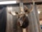 Moose Shoulder Mount Taxidermy