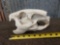 Capybara Skull