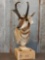 5.53 Pronghorn Antelope Pedestal Taxidermy Mount