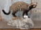 African Civet Full Body Taxidermy Mount