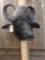 Asian Water Buffalo Shoulder Mount Taxidermy