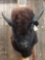 Medium Size Bison Buffalo Shoulder Mount Taxidermy