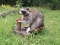 Raccoon Eating An Apple Full Body Taxidermy Mount
