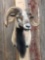 Hawaiian Cross Ram Shoulder Mount Taxidermy