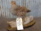 Hungarian Partridge Taxidermy Mount