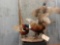 3 Taxidermy Mount Pheasants On Rotating Base