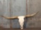 Nice Texas Longhorn Skull