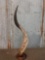 Hand Carved African Kudu Horn Accent Piece