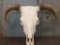 BIG Hereford Bull Skull