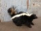 Free Standing Skunk Full Body Taxidermy Mount