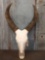 Outstanding Watusi Or Ankole Skull