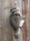 Raccoon Hanging On A Limb Taxidermy Mount
