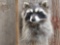 Raccoon Shoulder Mount Taxidermy