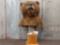 HUGE Pedestal Taxidermy Mount Russian Brown Bear