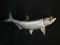 NICE Reproduction Tarpon Fish taxidermy