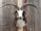 Spectacular Jacob's 4 Horn Sheep Shoulder Mount Taxidermy