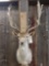 Spotted Fallow Deer Shoulder Mount Taxidermy