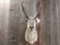 Pronghorn Antelope Taxidermy Shoulder Mount