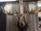 Big Alaskan Moose Shoulder Mount Taxidermy