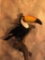 RARE Full Body Mount Toucan Taxidermy