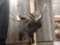 Shiras Moose Shoulder Mount Taxidermy