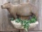 South American Capybara Full Body Mount Taxidermy