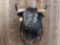 Mexican Fighting Bull Shoulder Mount Taxidermy