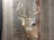 5x5 Whitetail Shoulder Mount