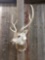 Axis Deer Shoulder Mount Taxidermy