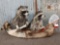 2 Raccoons Fishing In A Canoe Full Body Mount Taxidermy