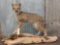 Bobcat Full Body Taxidermy Mount