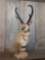 Pronghorn Antelope Pedestal Mount Taxidermy Huge Horns