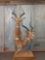 Beautiful African Impala Dual Pedestal Taxidermy Mount