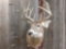 5x5 Whitetail Shoulder Mount