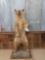 Black Bear Blonde Phase Standing Full Body Taxidermy Mount