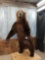 GIANT Kodiak Brown Bear Full Body Taxidermy Mount