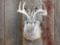 4x4 Jackalope Shoulder Mount Taxidermy