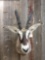 African Roan Antelope Shoulder Mount Taxidermy