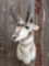 Nice Pronghorn Antelope Shoulder Mount Taxidermy