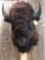 Large Herd Bull Bison Buffalo Shoulder Mount Taxidermy