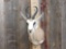 African Springbok Shoulder Mount Taxidermy