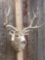 Big Mule Deer Shoulder Mount Taxidermy