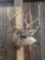 Mule Deer Shoulder Mount Taxidermy