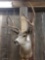 5x5 Mule Deer Shoulder Mount Taxidermy