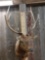 5x5 Elk Shoulder Mount