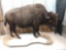 American Bison /Buffalo Full Body Taxidermy Mount